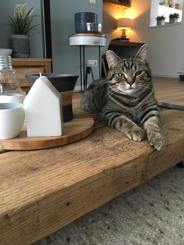 Why Does My Cat Stare at Me After Knocking Something Over? (It's Not Guilt)