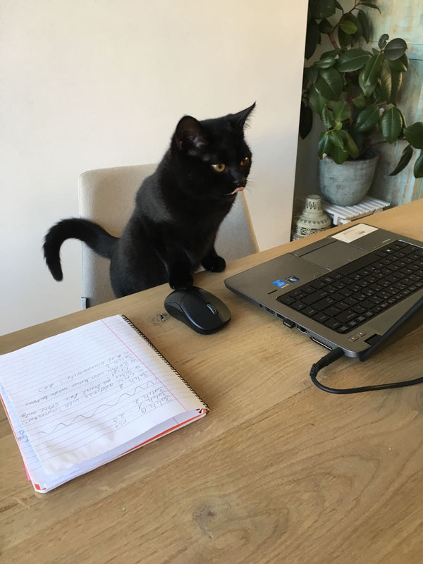 Why Does My Cat Walk Across My Keyboard During Video Calls?