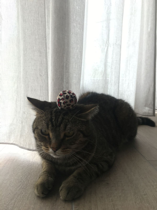 Is It Normal for Cats to Poop When People Visit?