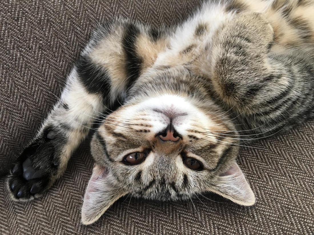 Does My Cat Sit on My Keyboard Because he Loves Me?