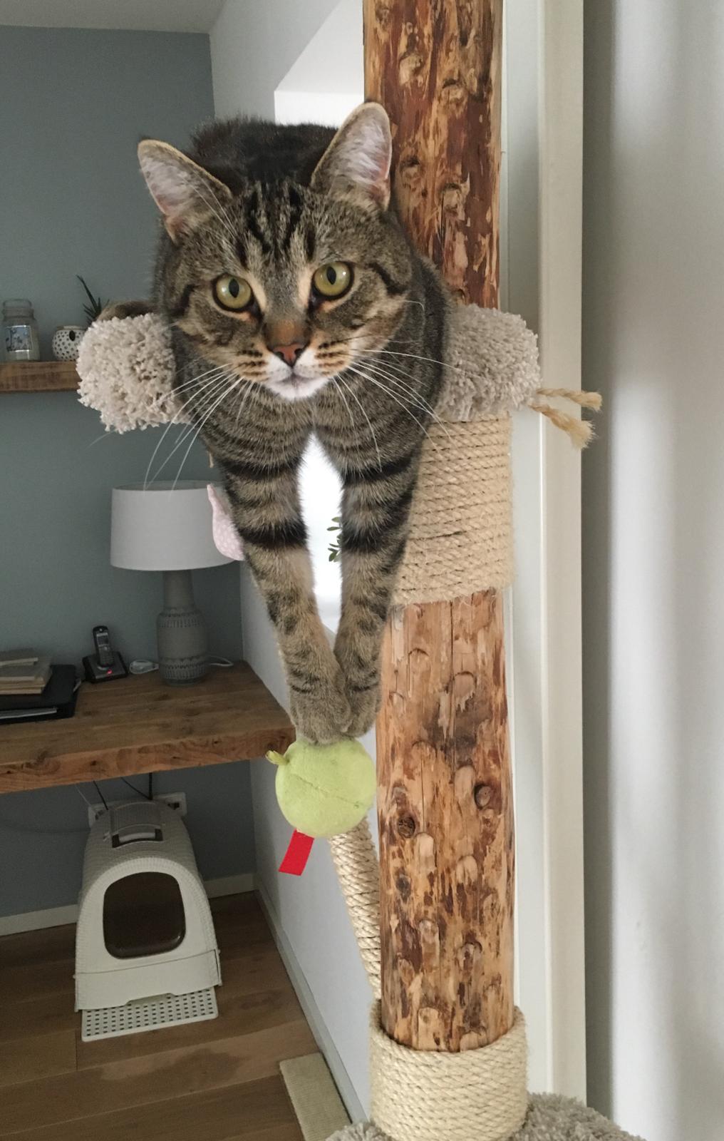 Why Does My Cat Knock Things Over?