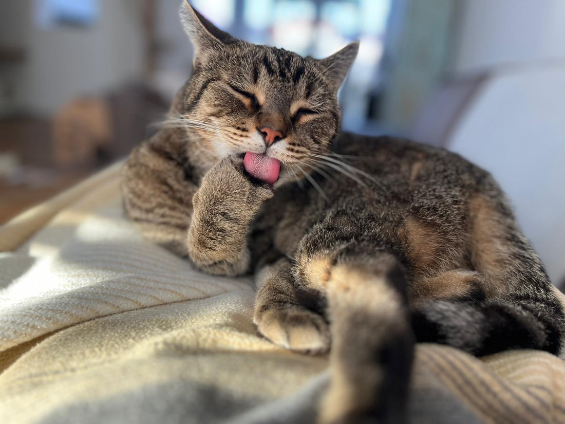 Why Does My Cat Always Choose the Worst Possible Moment?