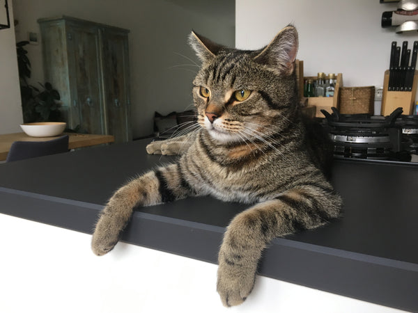 How to Survive Hosting Guests When You Have a Cat (A Practical Guide)